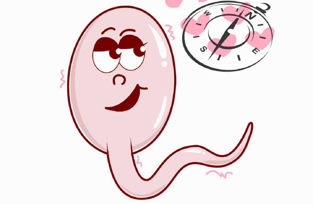 Cuanto tiempo tarda el espermatozoide en fecundar el ovulo