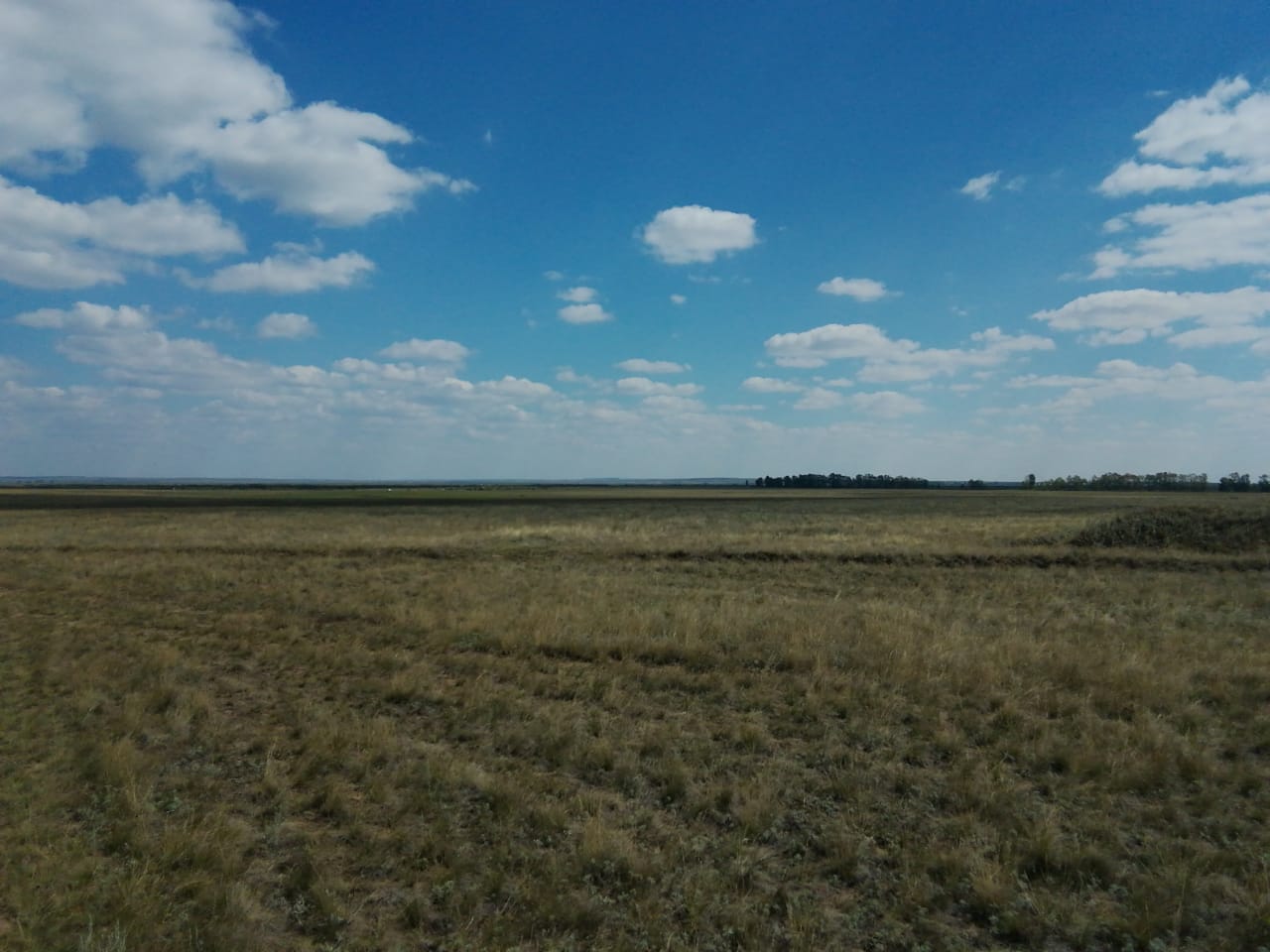 Сазовые степи