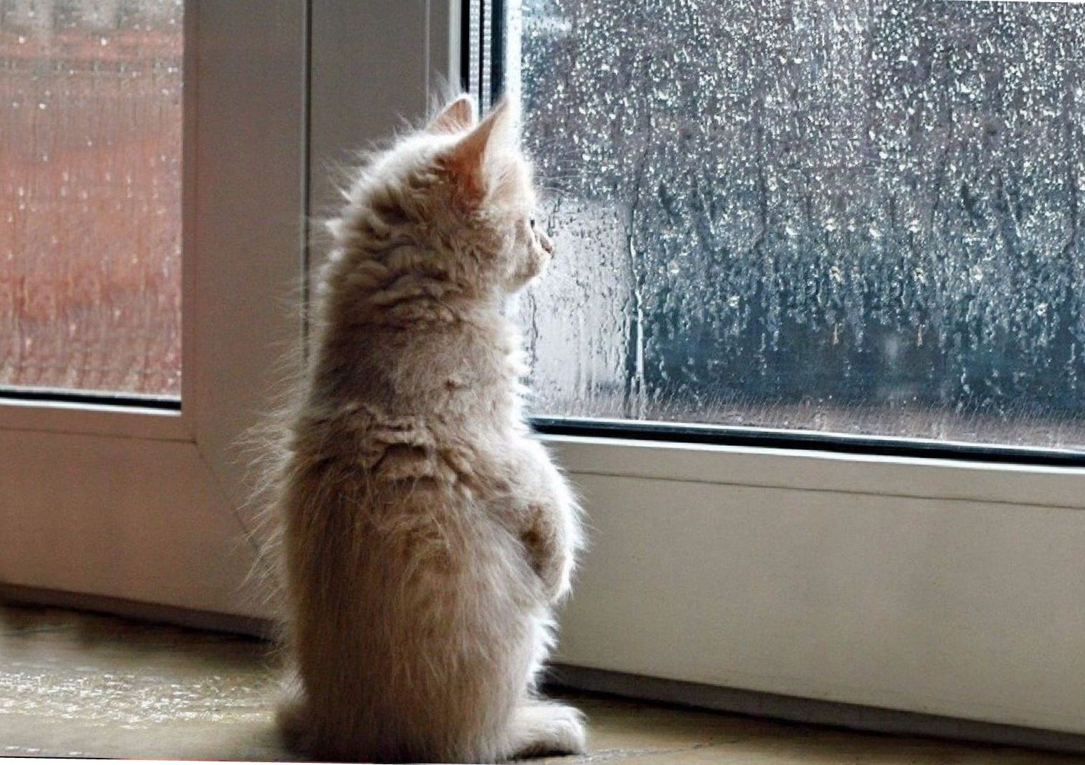 Кот грустит у окна