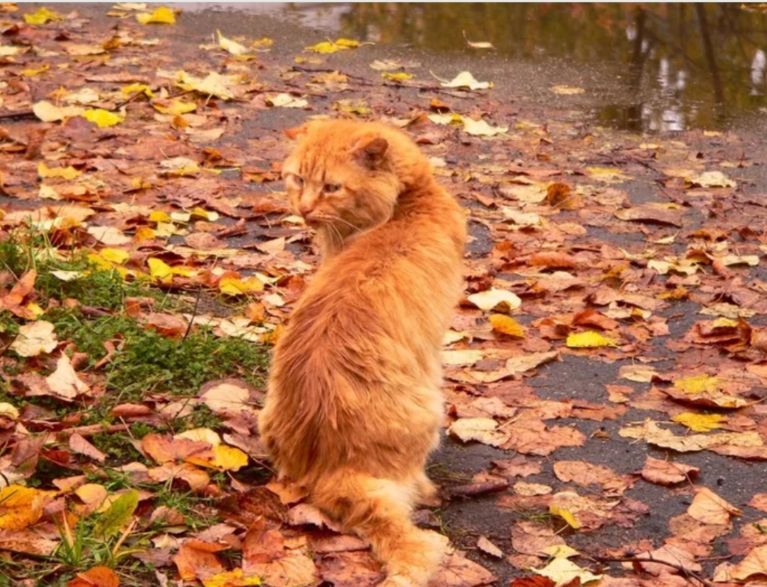 Осень Рыжая Кошка Картинки
