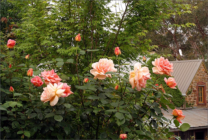 Плетистые розы моего сада. Обзор лучших сортов! - смотреть видео онлайн от "Розо