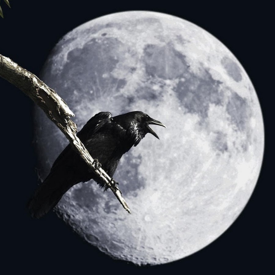 Почему вороны каркают ночью. Ворон и Луна. Черный ворон. Мистические птицы. Ворона в полнолуние.