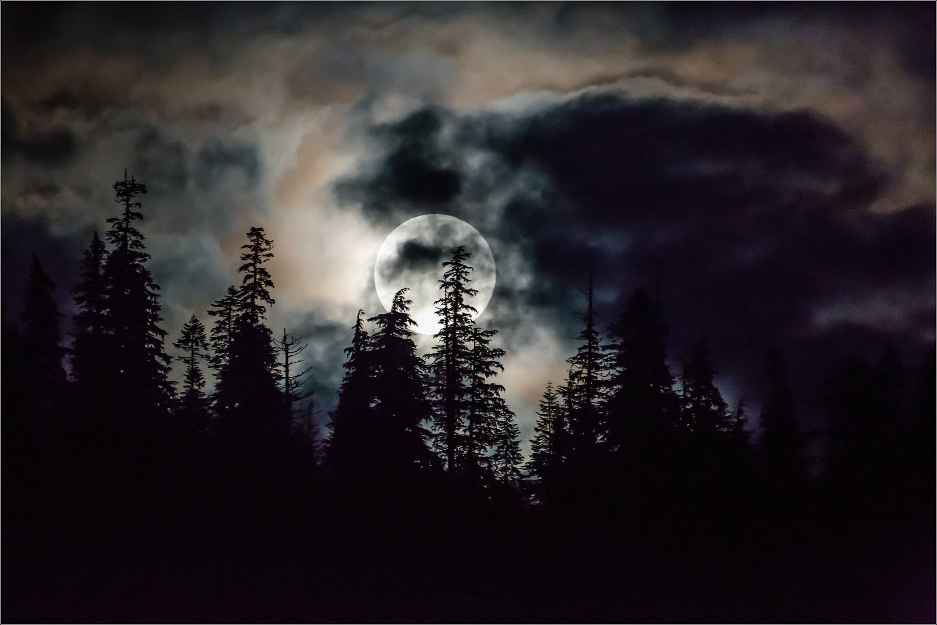 Сквозь лес и дым геншин. Ночной лес. «Ночь в лесу». Ночной лес с луной. Темный лес с луной.