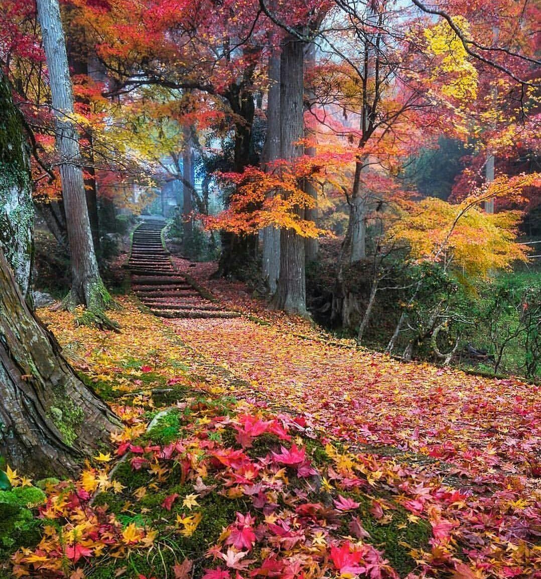 Очень красивая осень. Осень фото. Осень картинки. Картинки про осень очень красивые. Природа осень фото самые красивые.