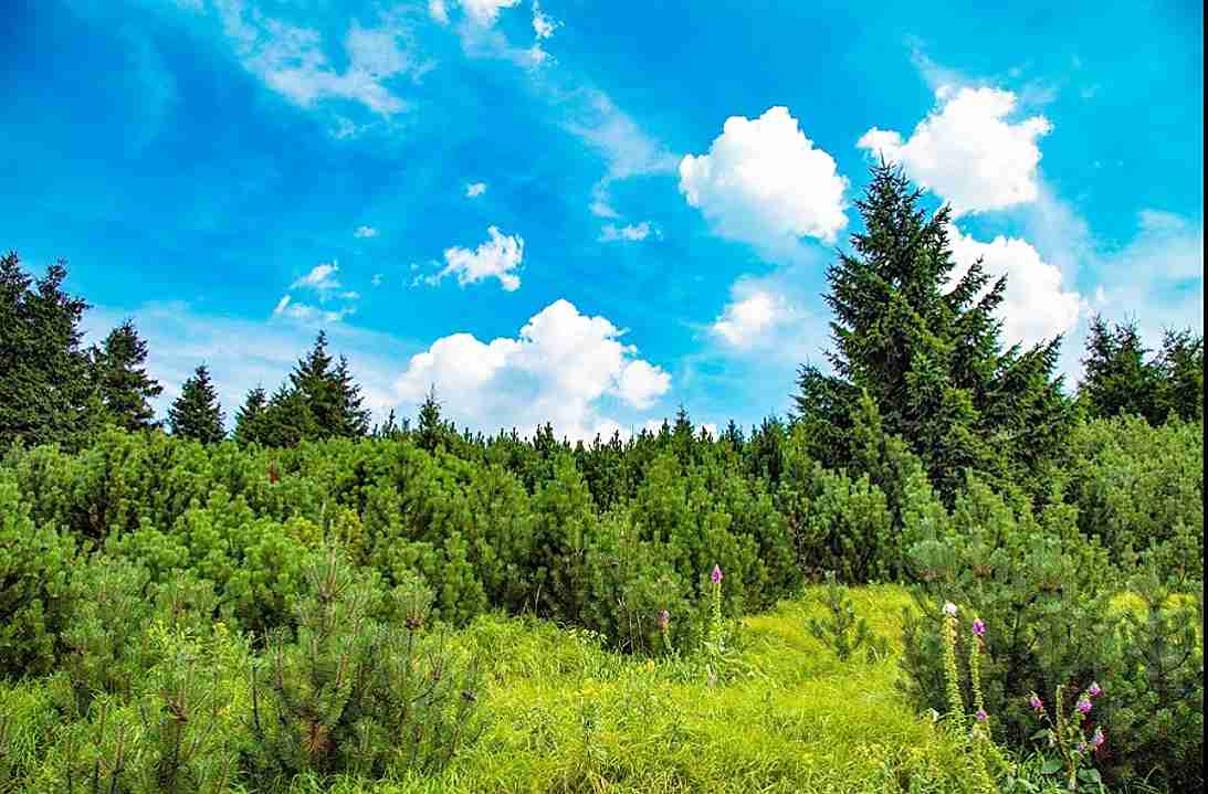 Краткая исповедь натуралиста-любителя...