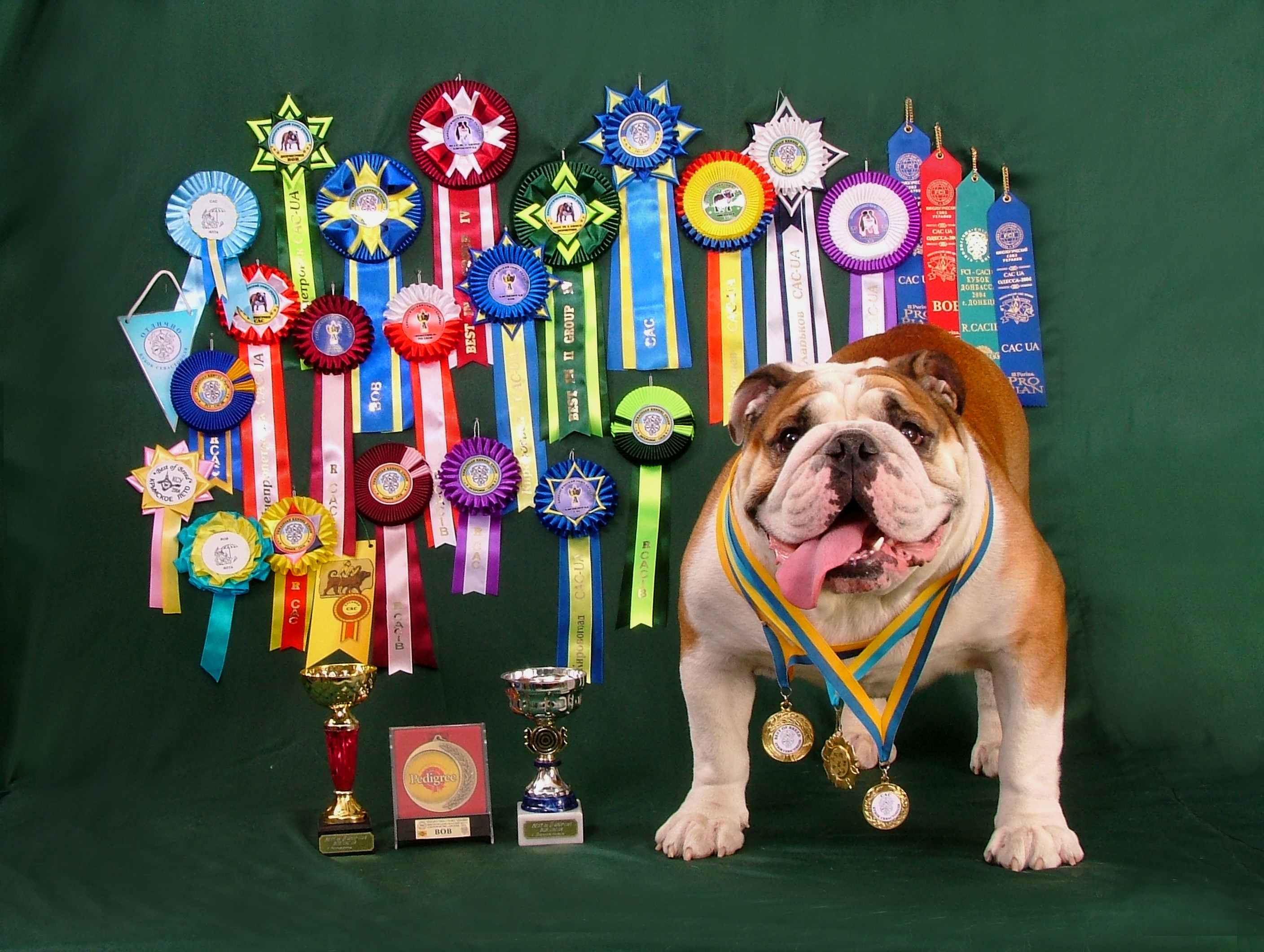 Прошла выставка собак. На выставке собак. Собака с медалями. Выставочные собаки. Награды собак на выставках.