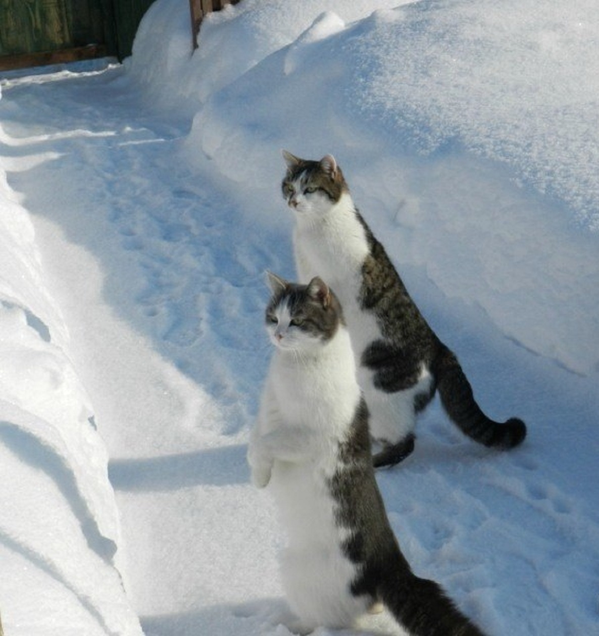 Снежок пришел. Кот ждет весну. Зимние коты ждёт весну. Зима весной юмор.