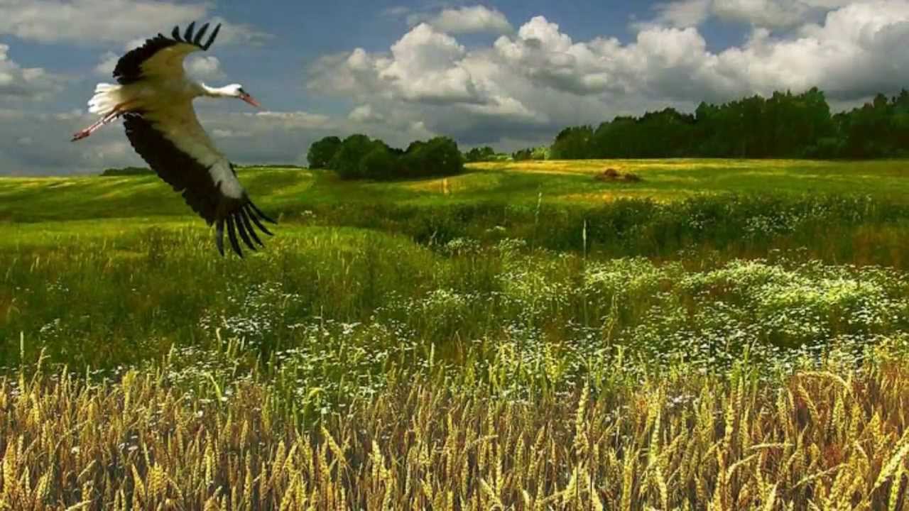 Фото Природы Беларуси В Хорошем Качестве