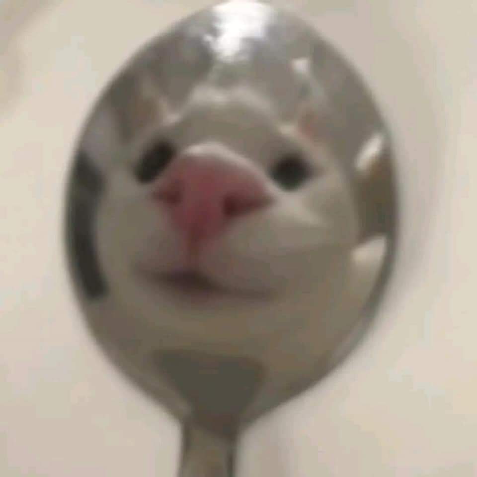 Кот с ложкой мем