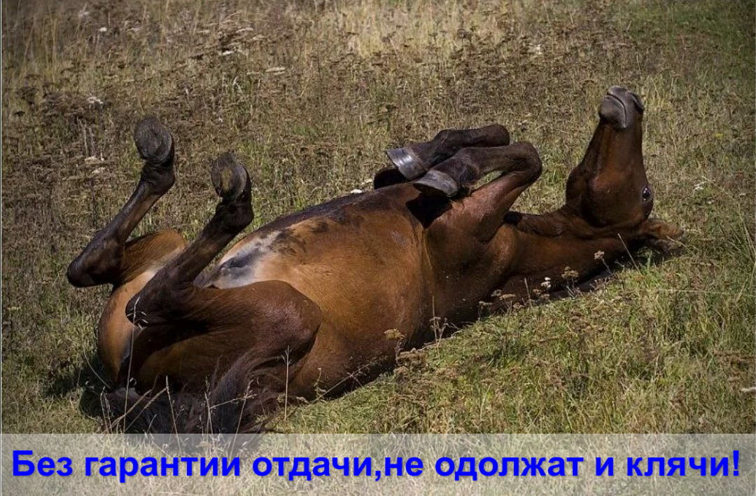 Уставшая Лошадь Картинки Прикольные