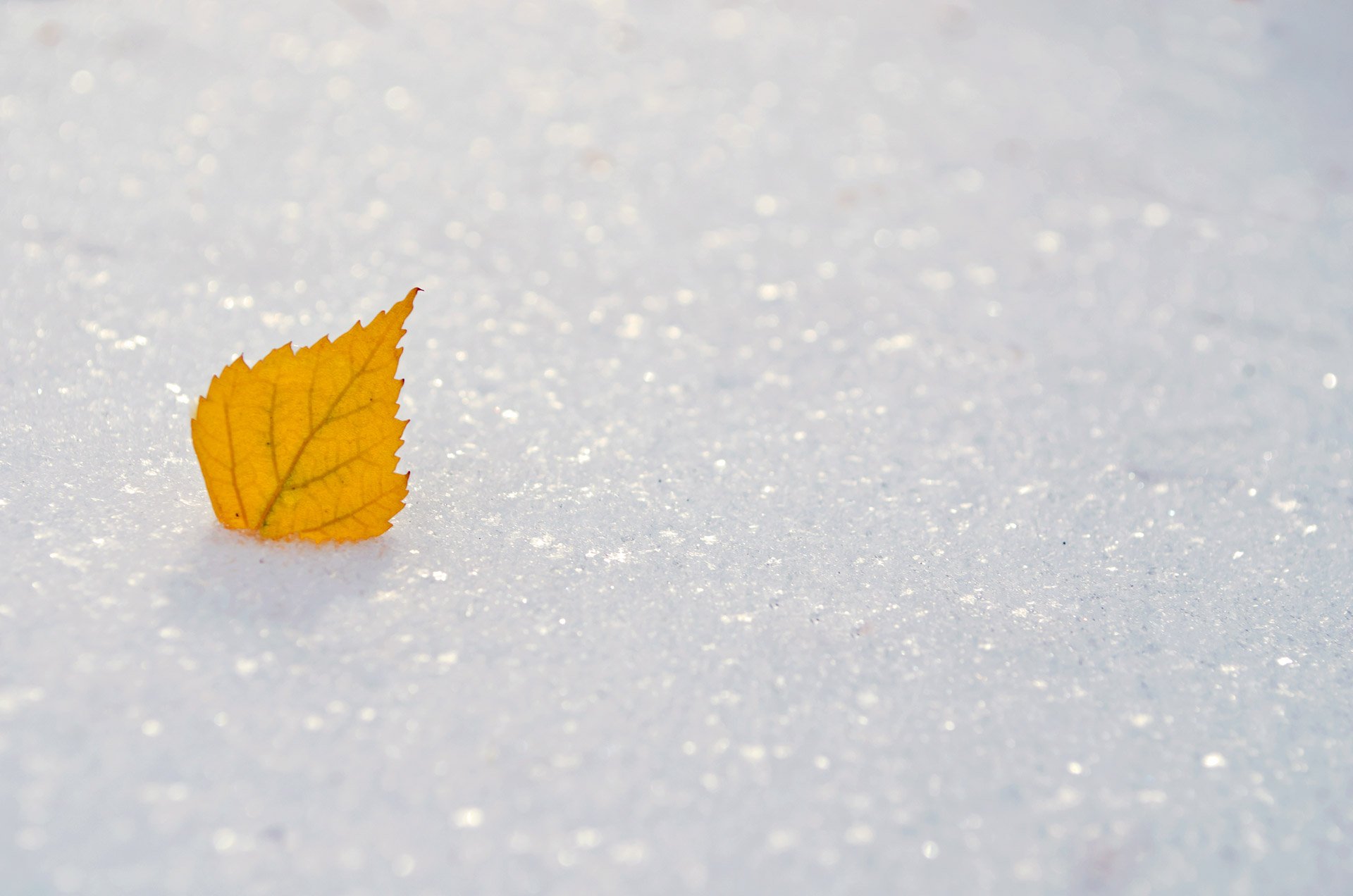 Сугробы листьев. Листья в снегу. Листья зимой. Осенние листья в снегу. Листочки в снегу.