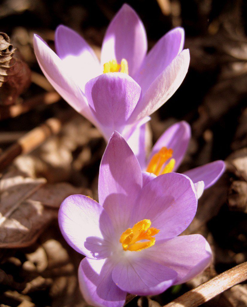 Крокус цветной. Крокусы. Crocus цветы. Лавандовый Крокус – Lavender Crocus. Крокусы ареал.