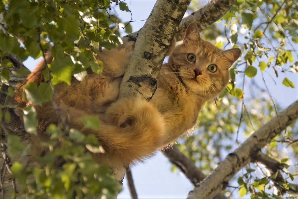 Небывальщина это такое что