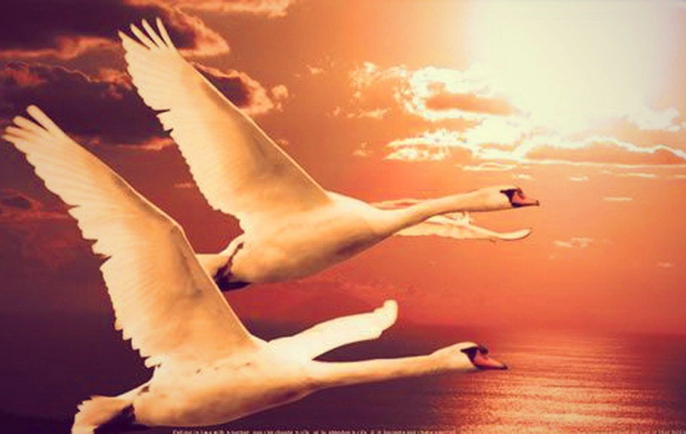 Лебедушка летала песня. Лебеди летят. Полет лебедя. Лебеди в небе. Лебедь в полете.