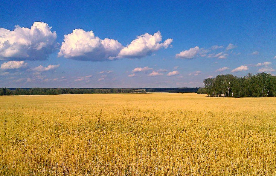 И в полях широких... (Александр Грунский) / Проза.ру