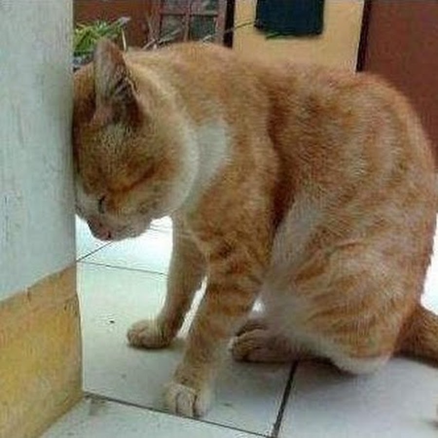 Кот уходит