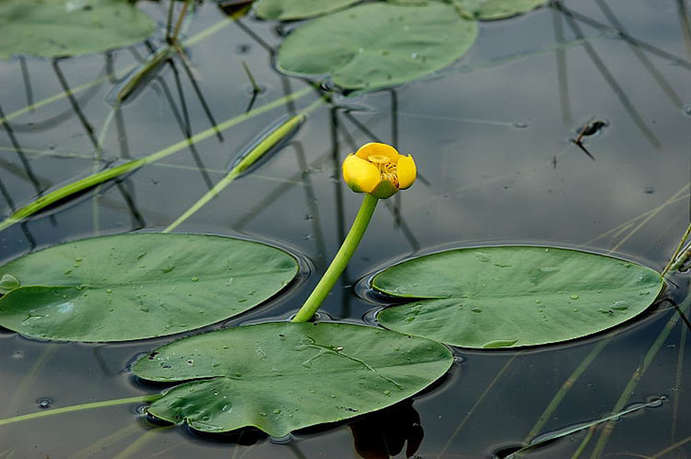 Желтая кувшинка на воде. Кубышка (Nuphar). Кубышка желтая (Nuphar lutea). Кубышка малая Nuphar pumila. Кубышка жёлтая малая.
