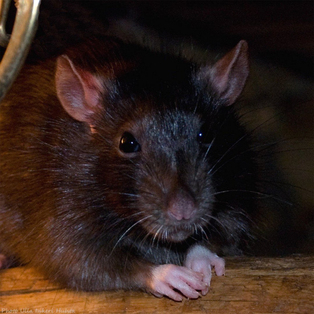 Черная крыса название. Rattus Rattus чёрная крыса. Гамбийские хомяковые крысы. Черная мышь. Зверек похожий на крысу.
