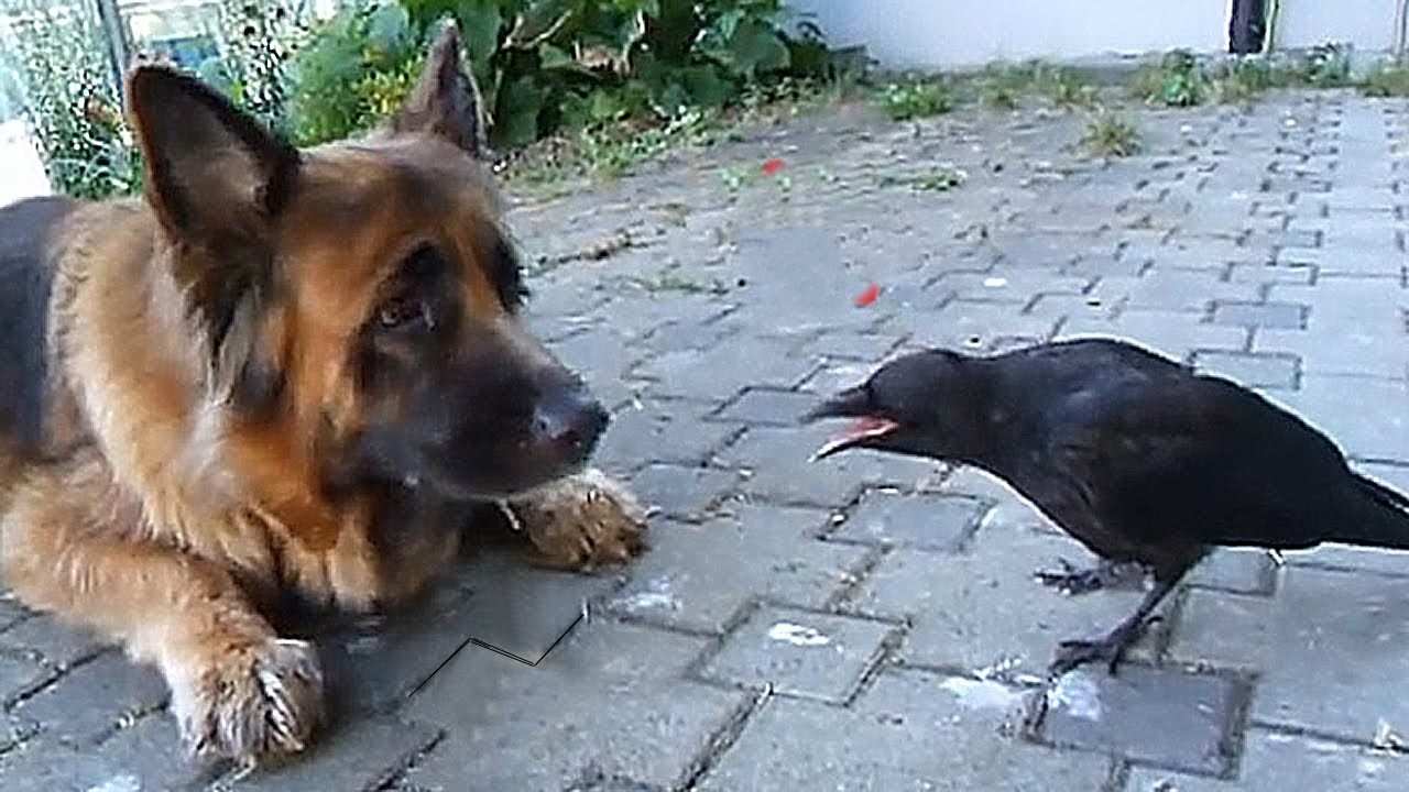 Видео про ворону прикол