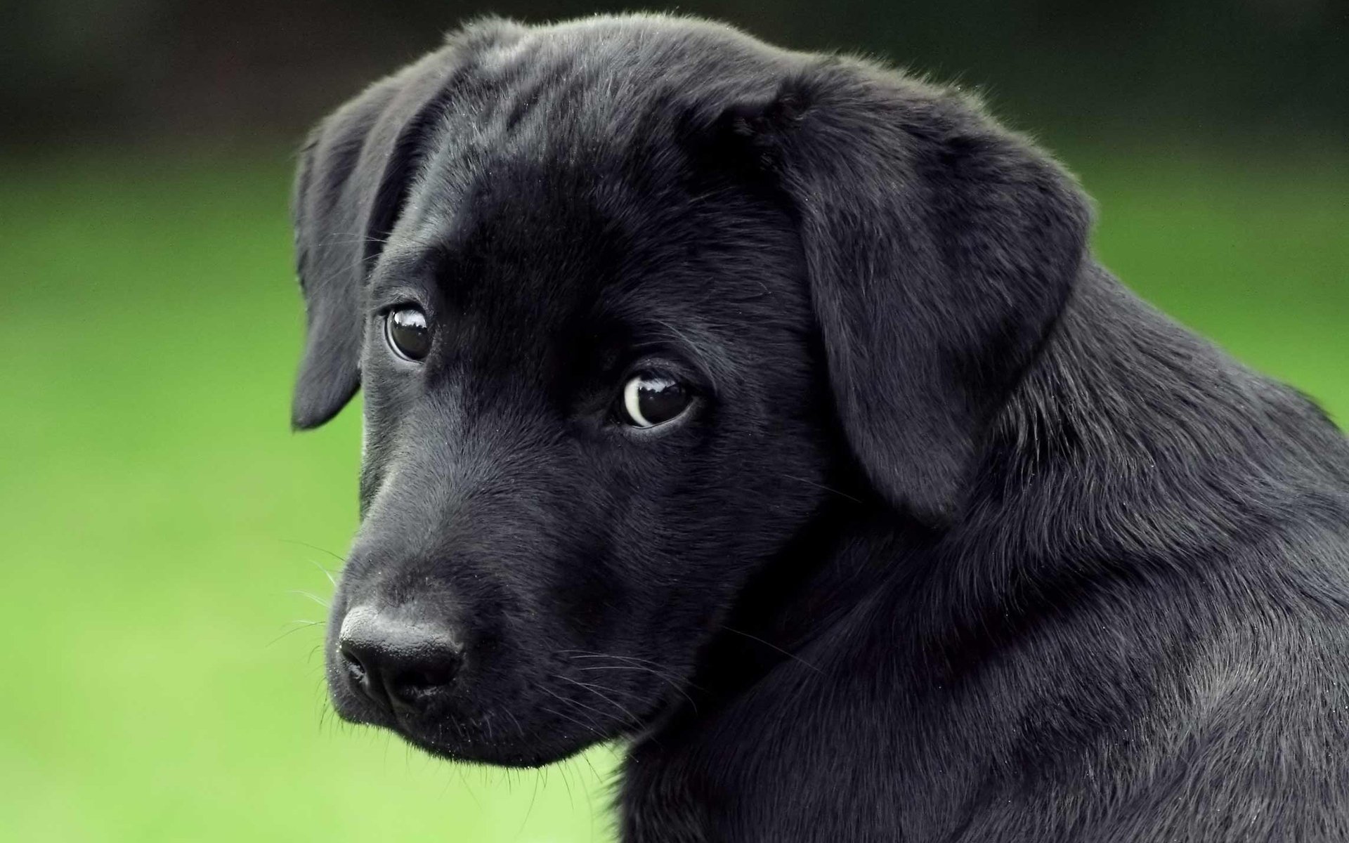 Alice has a big black dog. Майоркская овчарка щенки. Грустная собака. Черный щенок. Грустная черная собака.