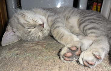 Кошачий профи