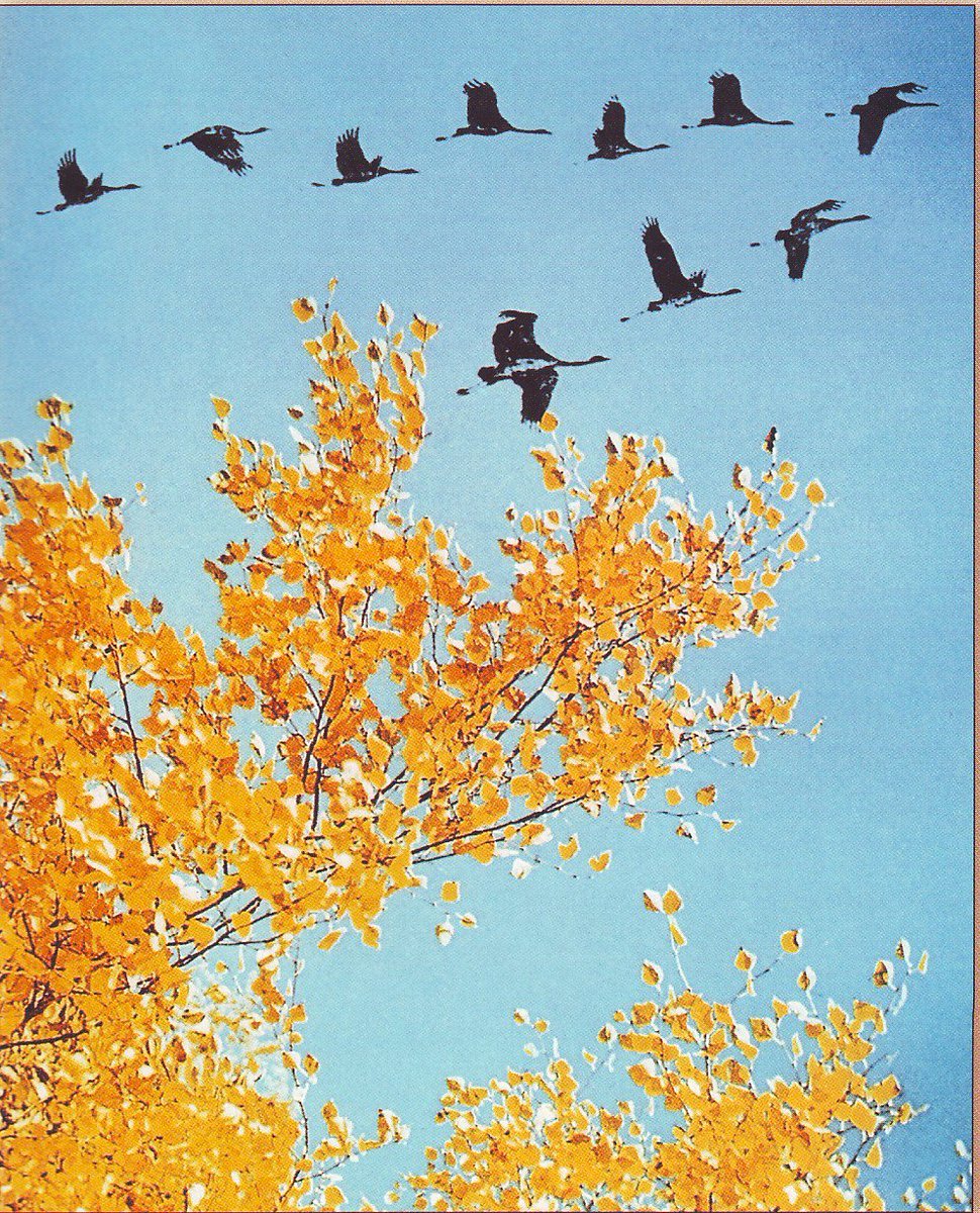 Осень пришла: журавли из Ленобласти летят на юг