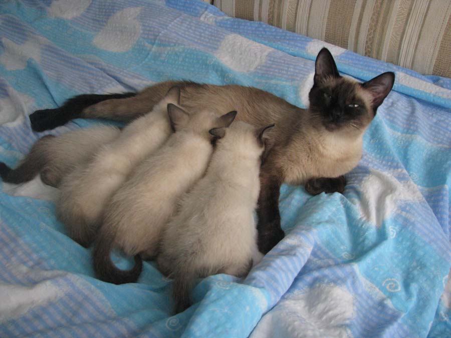 В поисках Банши