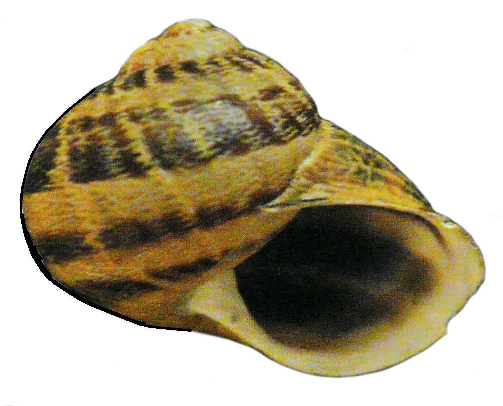 Сухопутный моллюск