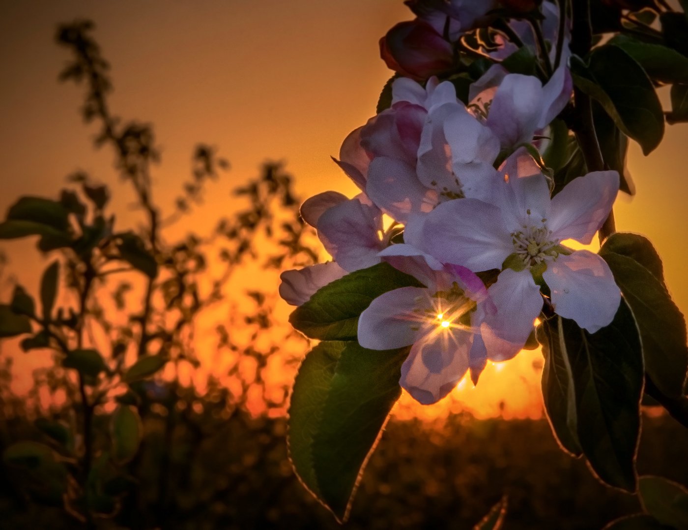 Картинка добрый вечер весенняя природа. Цветы ночью. Цветущий Яблоневый сад ночью. Яблони в цвету. Яблоня в цвету ночью.