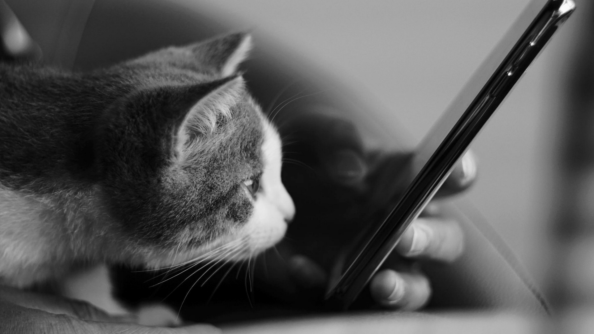 Смотрят кошки на экране. Котик с телефоном. Картинки кошек на телефон. Кот с телефоном картинки. Кошка смотрит в телефон.