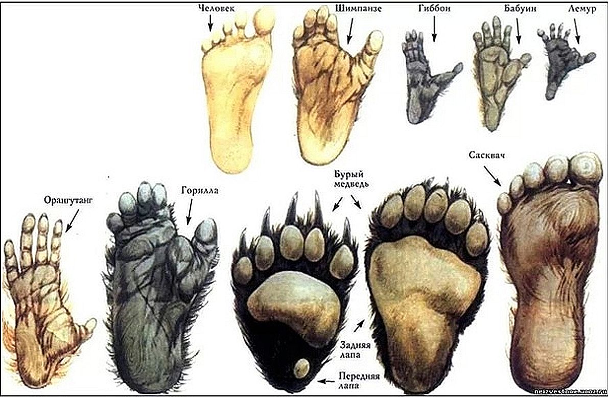 Шимпанзе передняя конечность. Анатомия конечностей шимпанзе. Стопа человека. Эволюция стопы человека. Строение стопы.