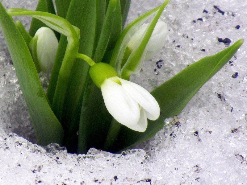 Как выглядит настоящий подснежник