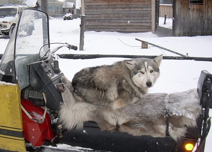Волчий оскал сеерной лайки