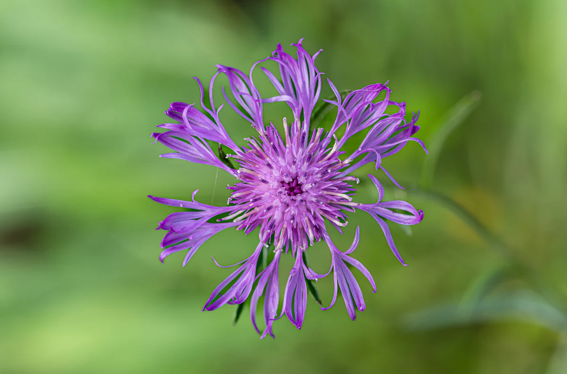 Василек Луговой — Centaurea jacea l