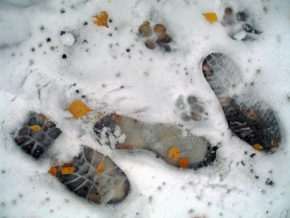 Не было видно следов. Следы на снегу. Следы человека на снегу. Следы в Талом снегу. Следы ботинок на снегу.