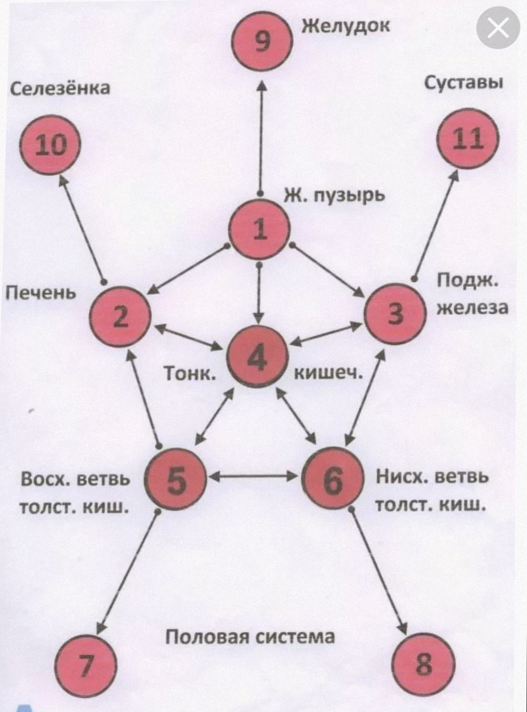 Массаж внутренних живота. Схема висцерального массажа по Огулову. Массаж внутренних органов живота. Массаж живота схема Огулов. Висцеральный массаж живота схема.