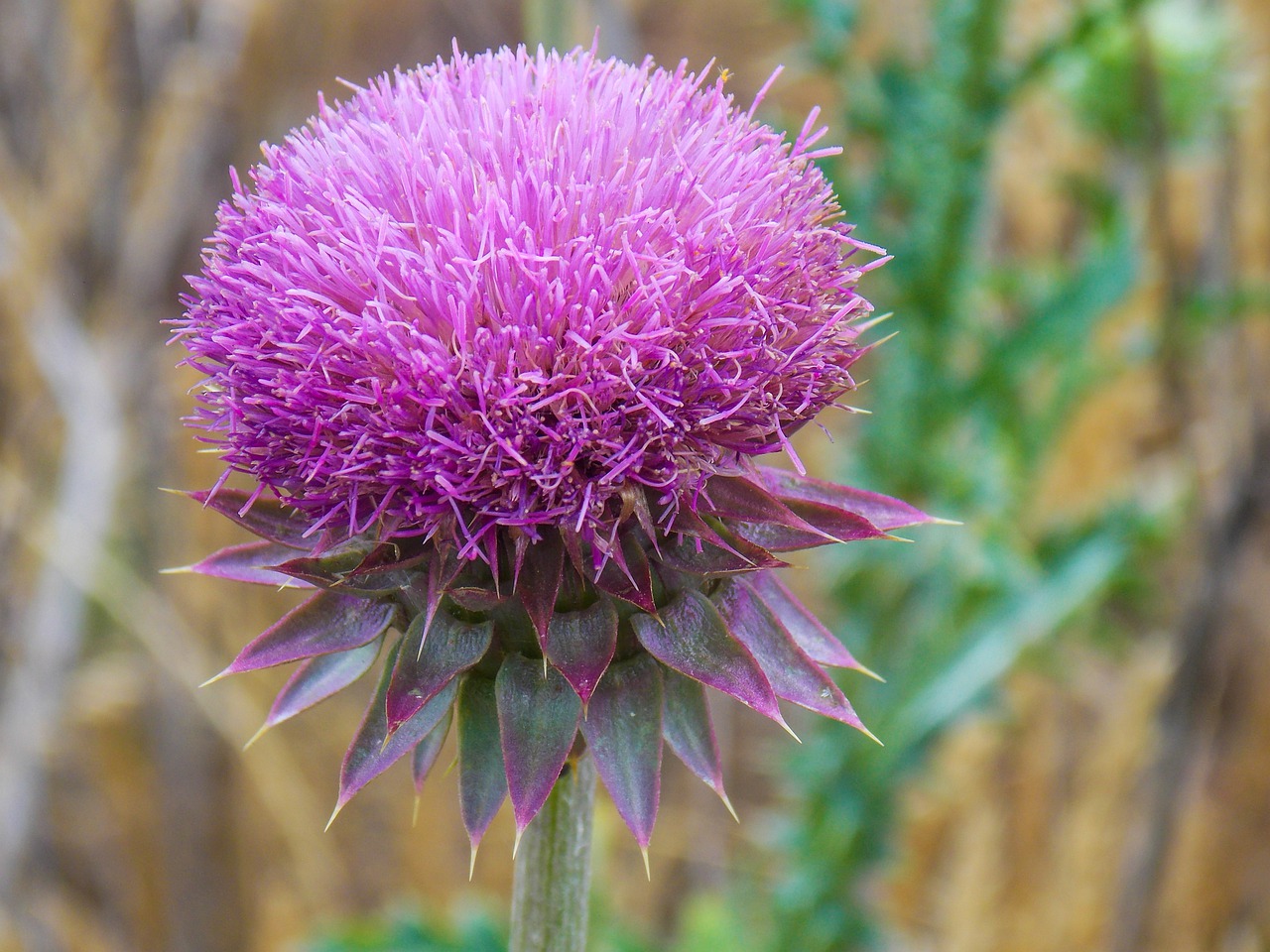 чертополох - Поиск в Google Plants, Flowers, Thistle