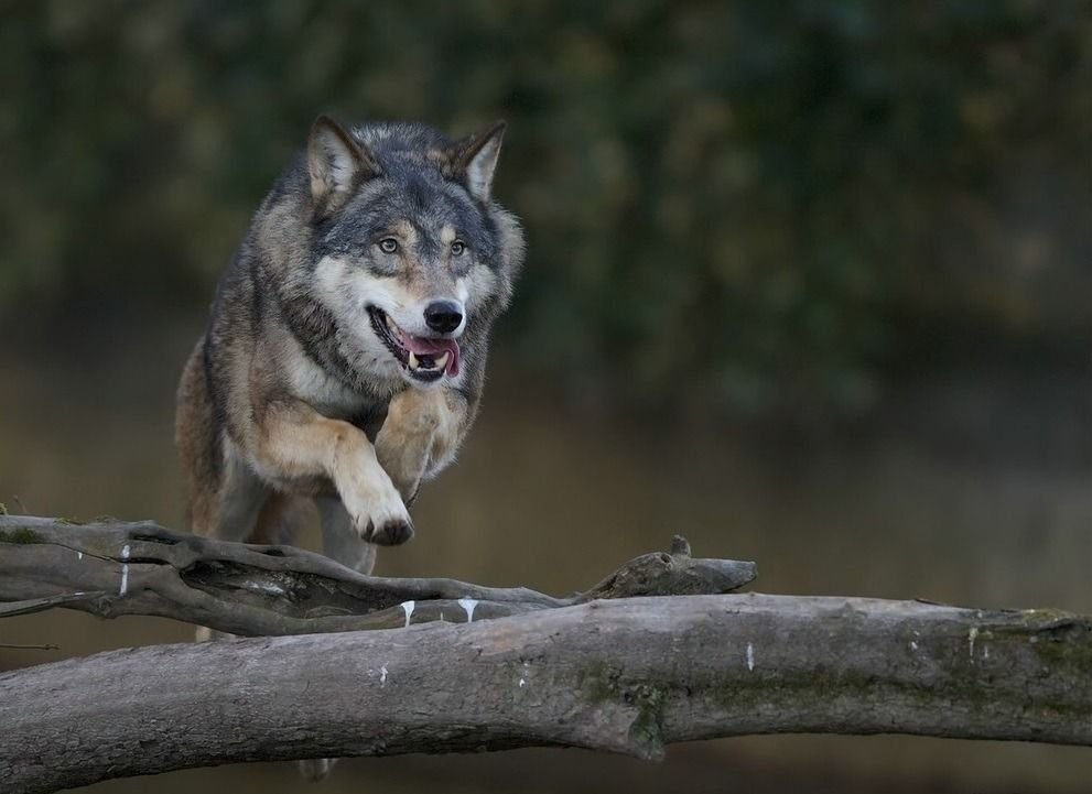 Love For Wolves Wolf running, Wild dogs, Beautiful dogs