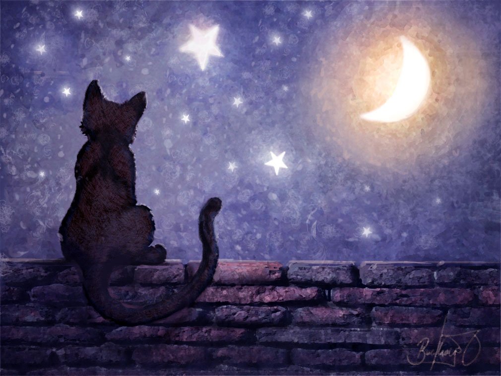 Звёзды на небе кот зажигает