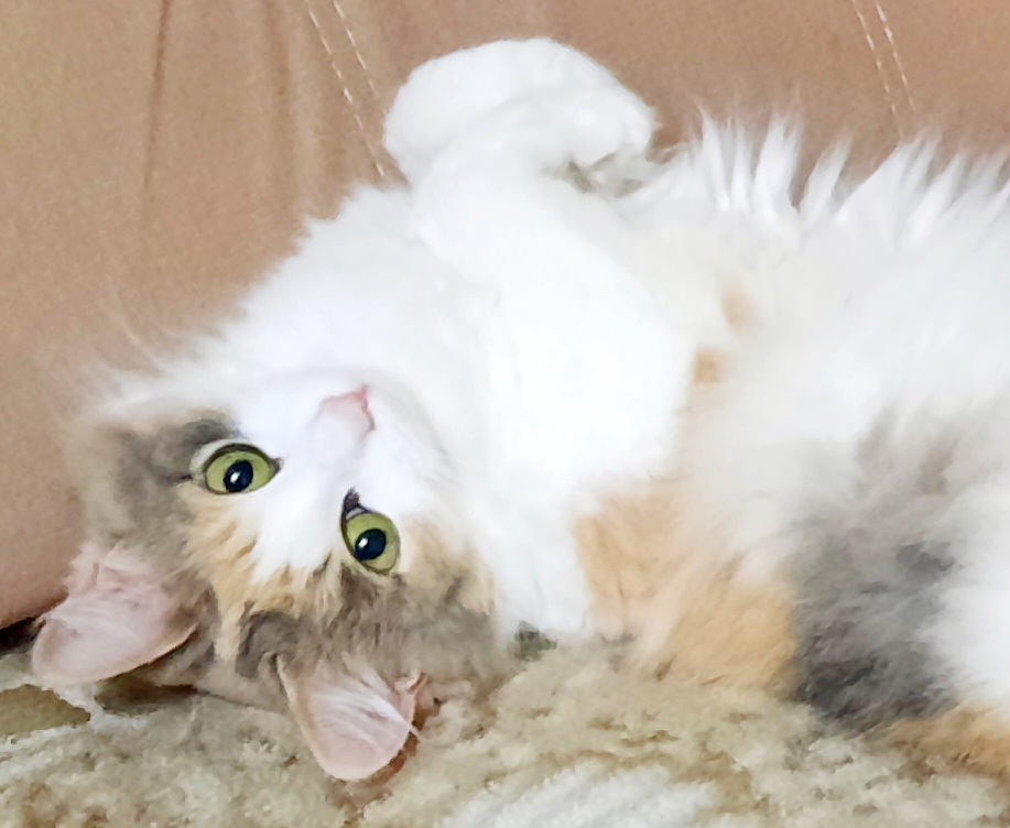 Осы летают и к нам залетают