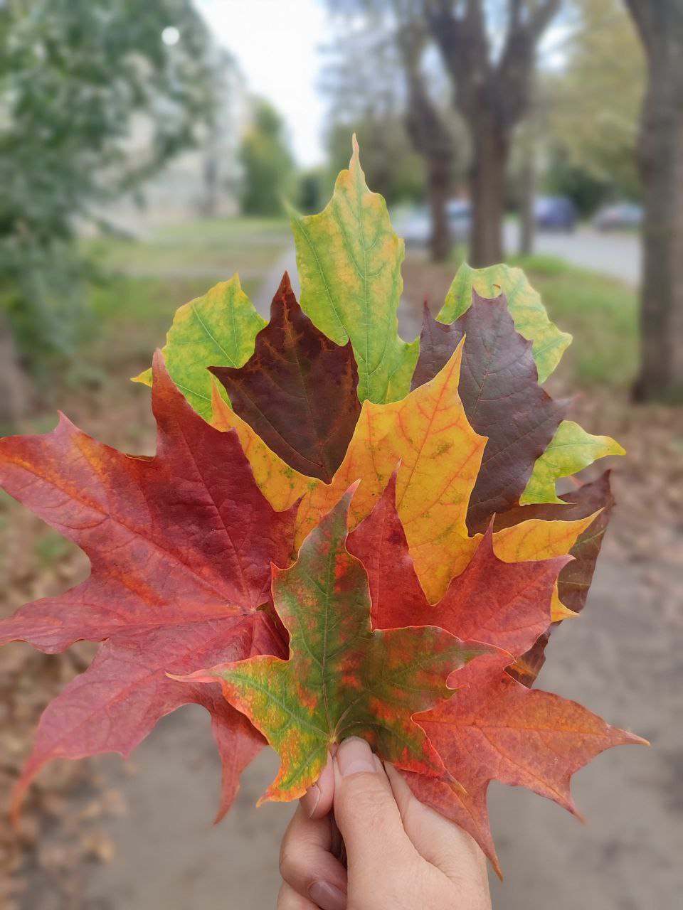 Осень жизни моей