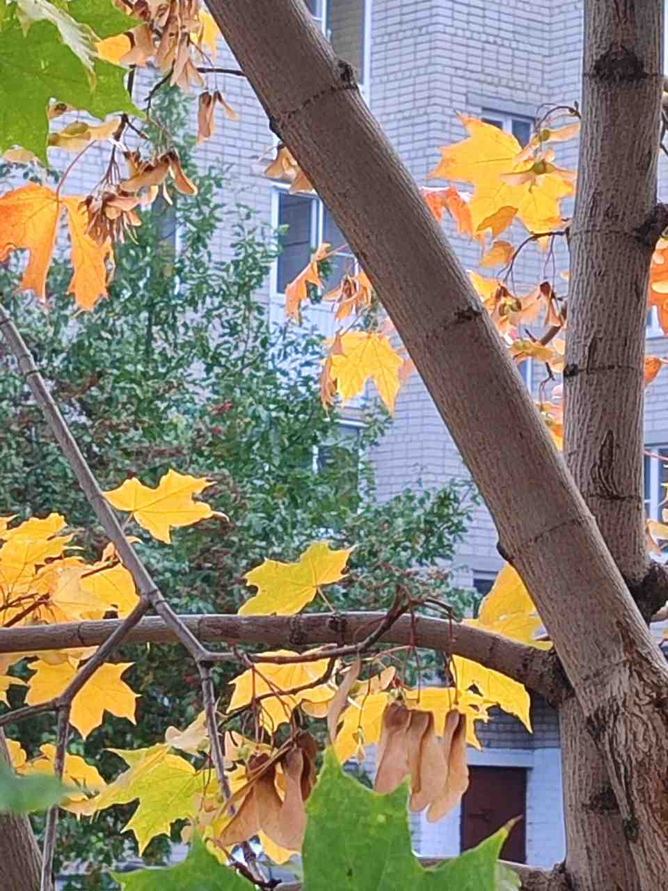 Вот и осень пришла