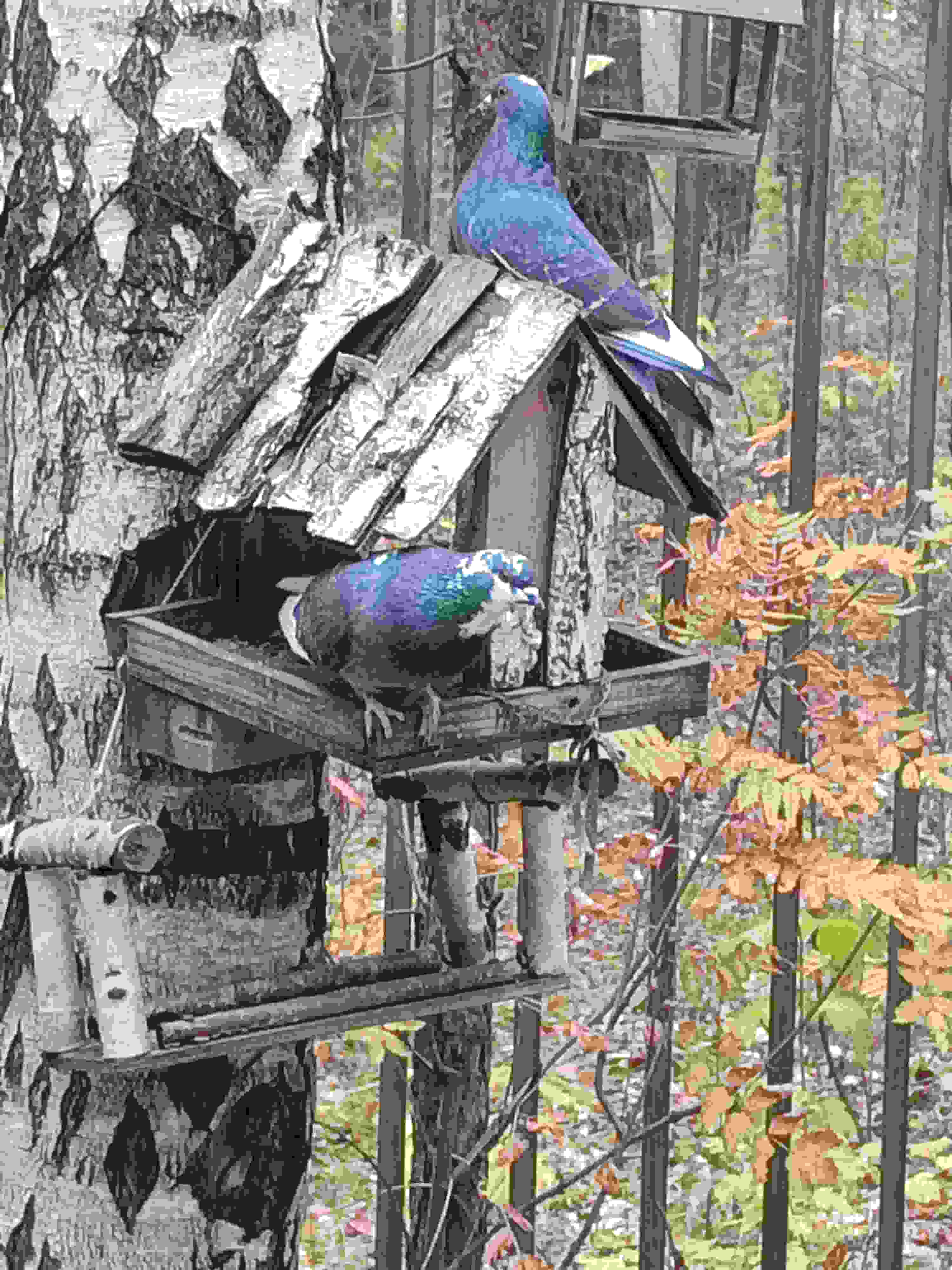 Басня про голубя и голубку