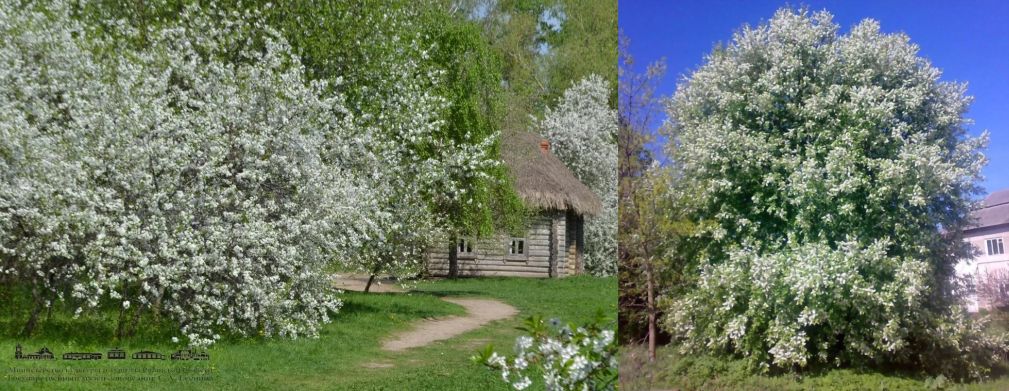 Не забыть твой белый туман