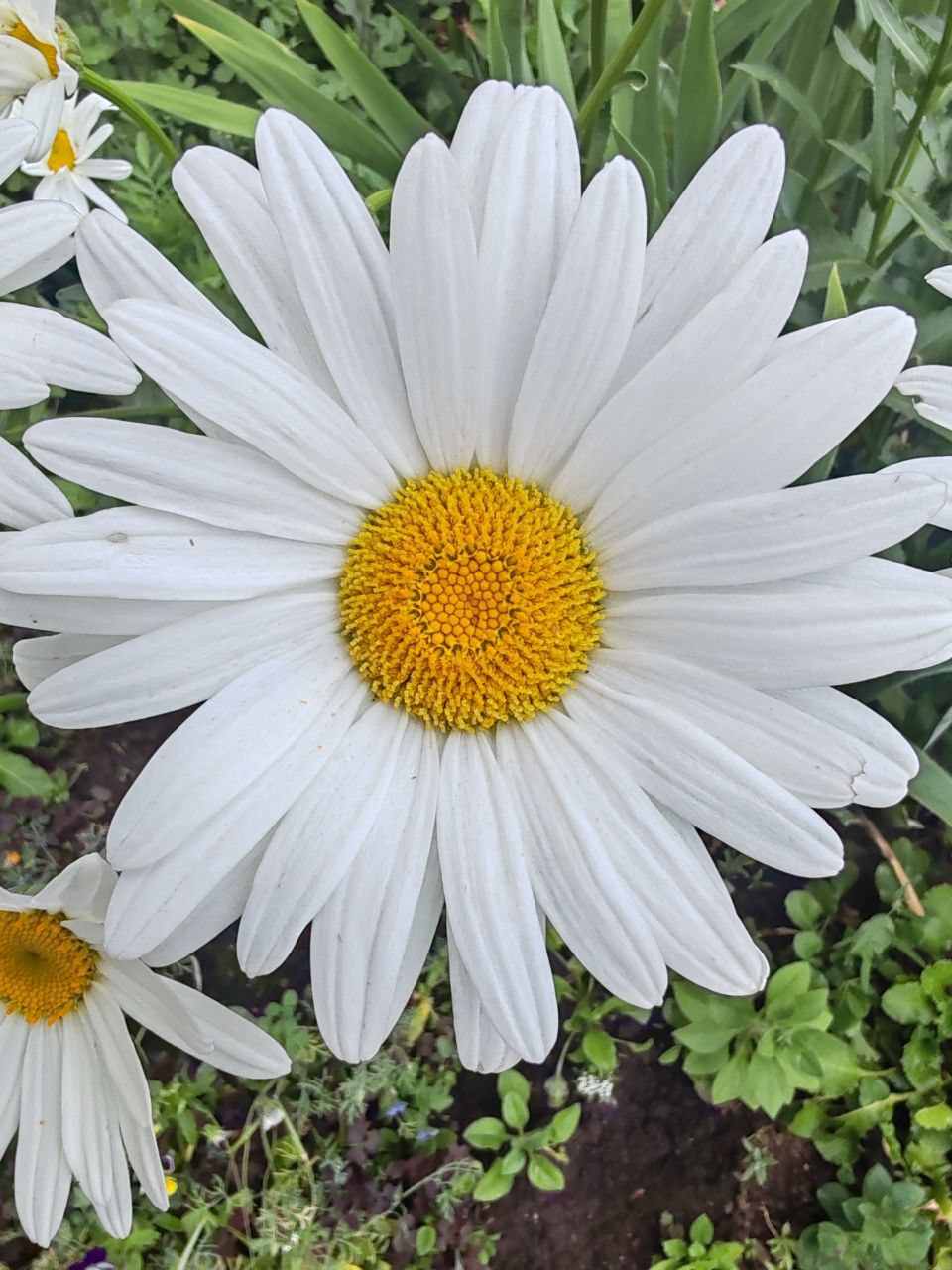 Ромашка, белая рубашка