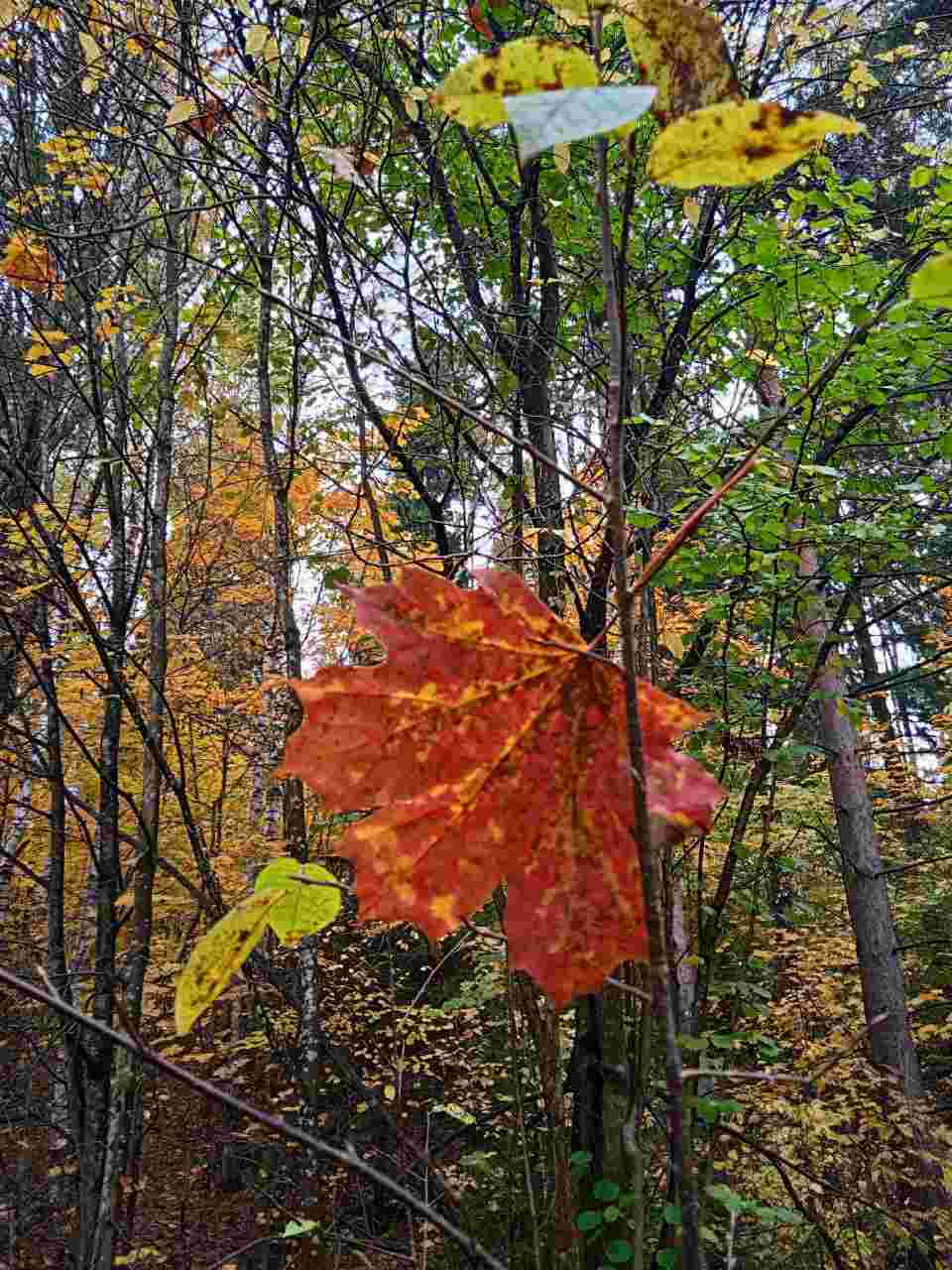 Осень проказница