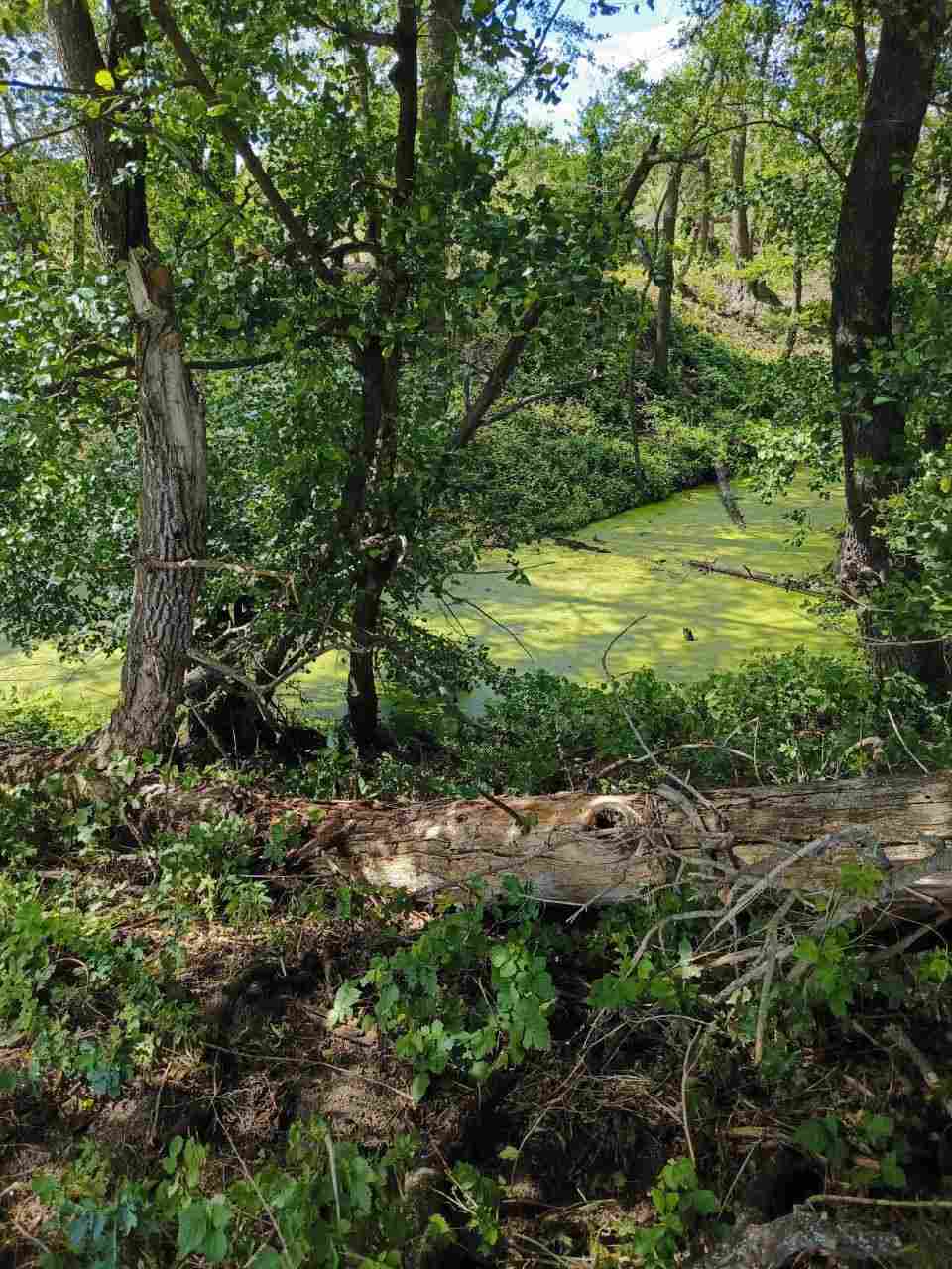 Сказка об изумрудном сердечке