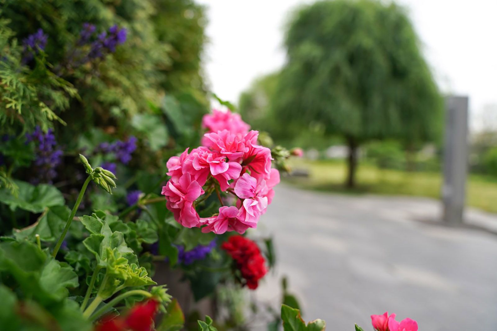 Городские цветы
