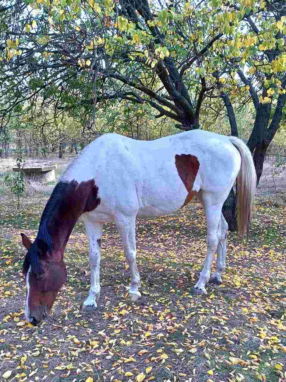 Живые кони, вы где?