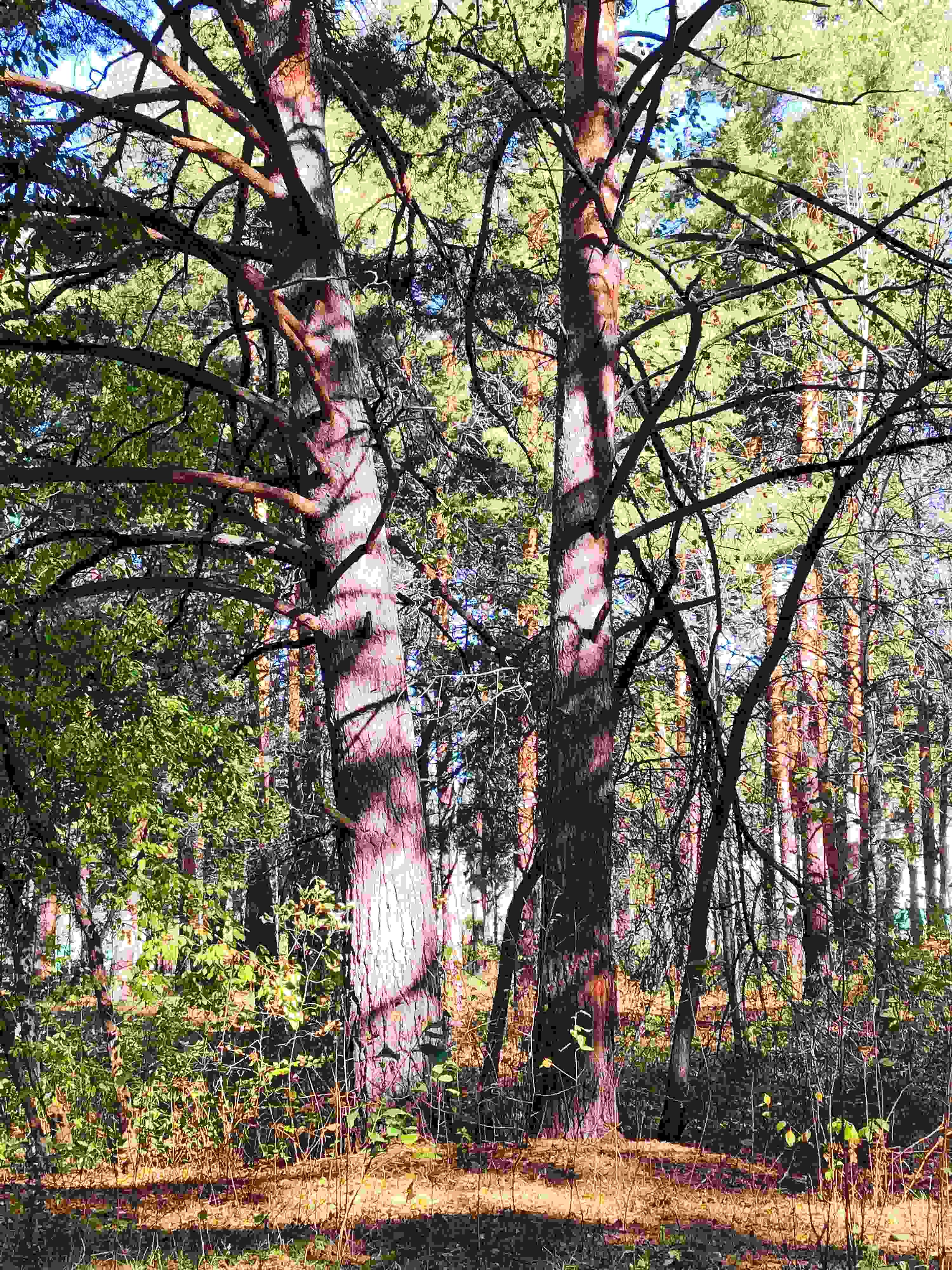 Прогулка в парке